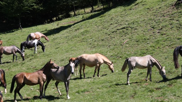 Anche le mucche e i cavalli vanno in vacanza Esino Lario-Cainallo