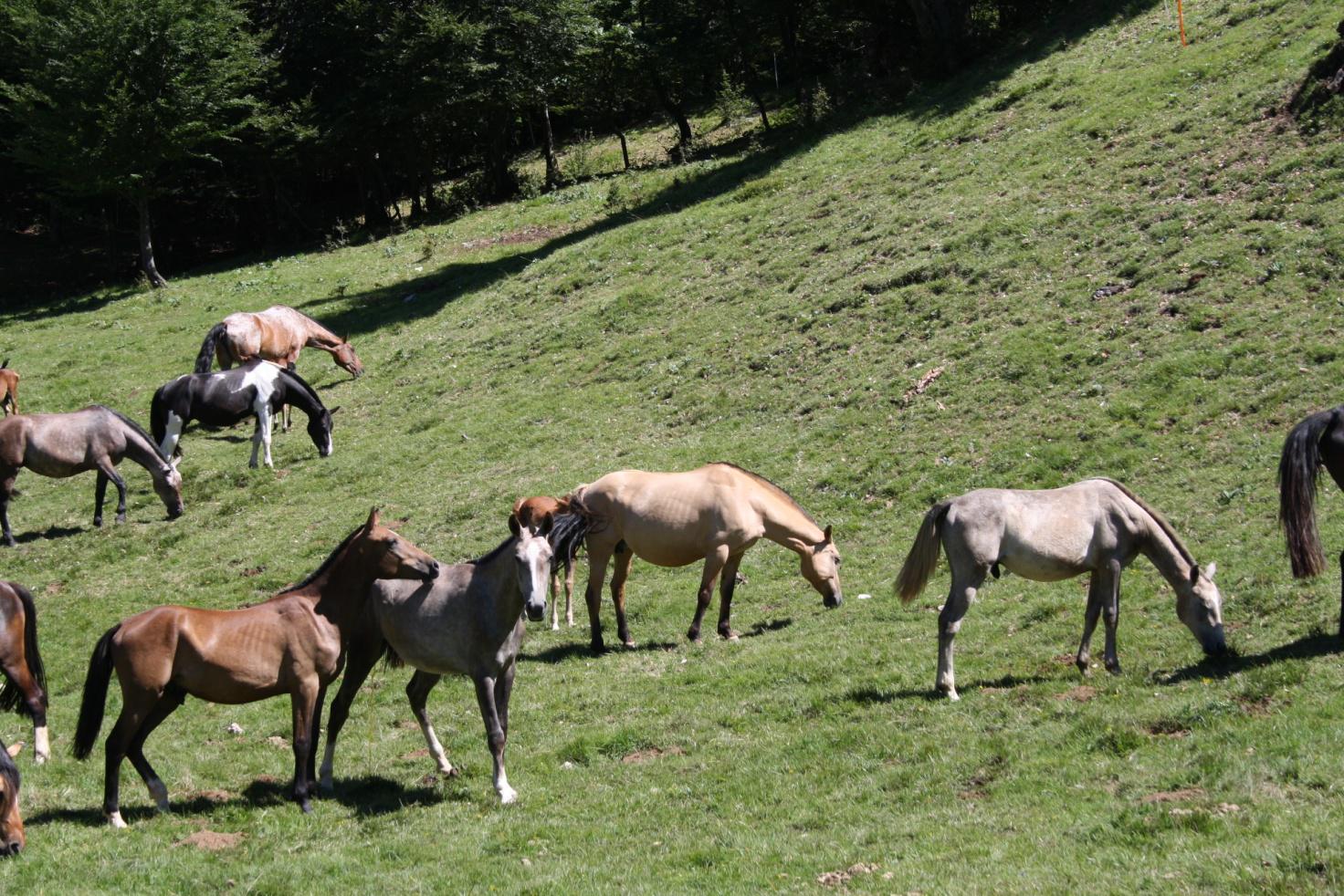 Anche le mucche e i cavalli vanno in vacanza Esino Lario-Cainallo
